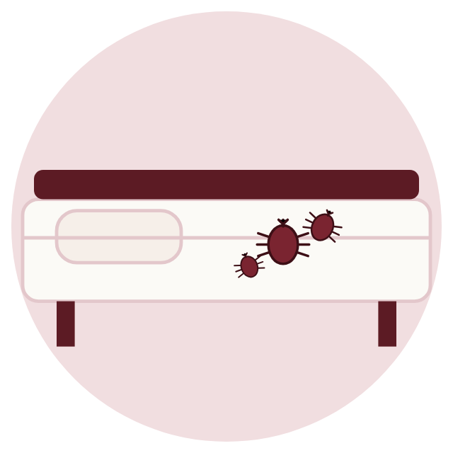 Illustration Punaises de lit